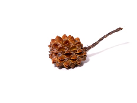 Close up Iron Wood Horsetail seed on white background. photo