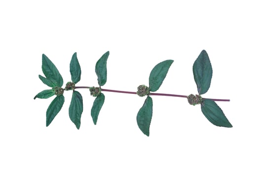 Euphorbia Hirta or asthma plant, isolated on white background. Concept, herbal weed with medicinal qualification. It has white milky latex on stems and leaves , used in traditional medicines. photo
