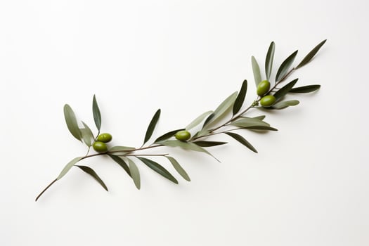Fresh green olives on branch photo