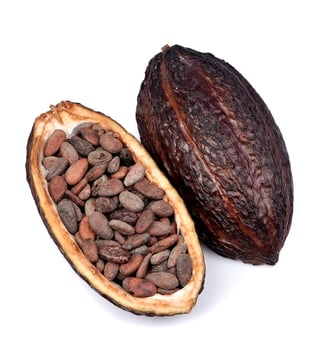 Cacao pod isolated . photo