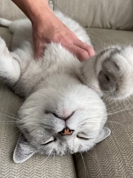 Relaxed Scottish Straight cat enjoying a gentle touch from human hand on a cozy couch at home. Close up cat face. comfort, companionship, special bond between a pet and its caring owner. Favorite pets photo