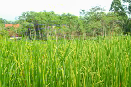 Vibrant green rice field under a clear blue sky represents agricultural harvest season in Asia, perfect for agronomy and sustainability concepts photo