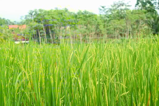 The rice fields are full, waiting to be harveste under blue sky. Farm, Agriculture concept. photo