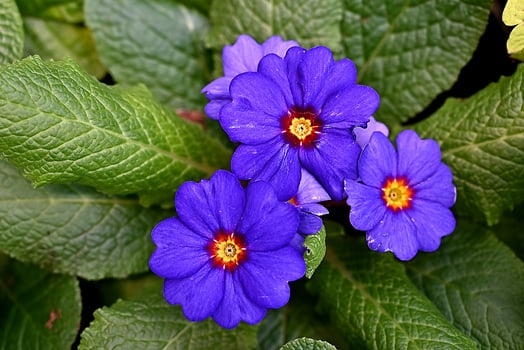 Primula Vulgaris blossom. Many Country Primula Flowers, top view banner. Vivid flowerscape, flat lay. Live wall of Primula Primrose Multicolored flowers photo