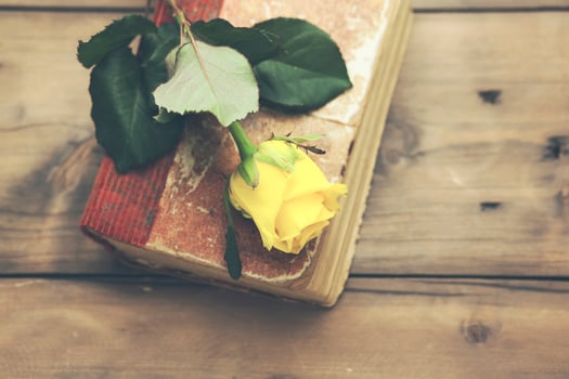 yellow rose on book photo
