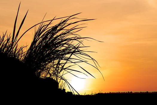 Silhouette of Grass Against a Vibrant Orange Sunset Sky with a Glowing Sun on the Horizon photo