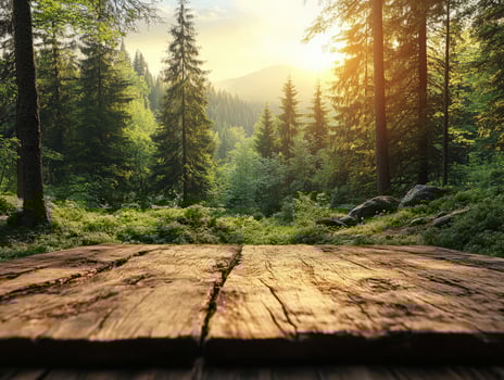 A serene forest landscape with sunlight filtering through trees, showcasing natural beauty. photo