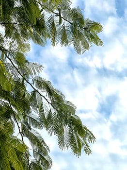 Vertical outdoor green leaves, white clouds and blue sky with empty space photo