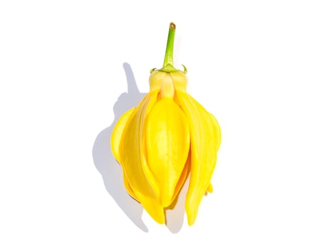 Close up fragrant flowers of climbing ylang-ylang photo