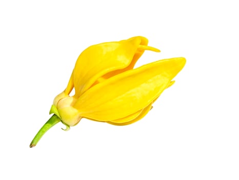 Close up fragrant flowers of climbing ylang-ylang photo