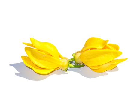Close up fragrant flowers of climbing ylang-ylang photo