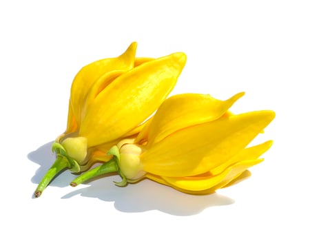 Close up fragrant flowers of climbing ylang-ylang photo