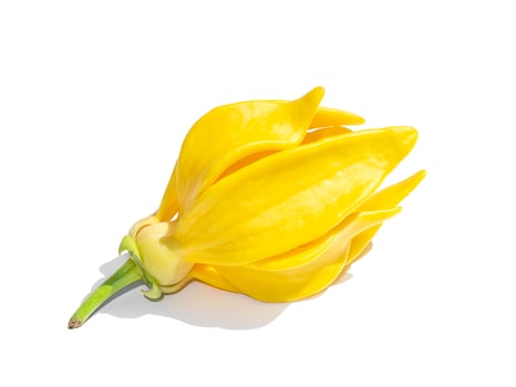 Close up fragrant flowers of climbing ylang-ylang photo