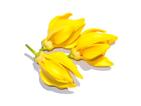 Close up fragrant flowers of climbing ylang-ylang photo