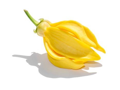 Close up fragrant flowers of climbing ylang-ylang photo