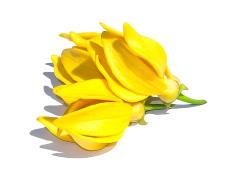 Close up fragrant flowers of climbing ylang-ylang photo