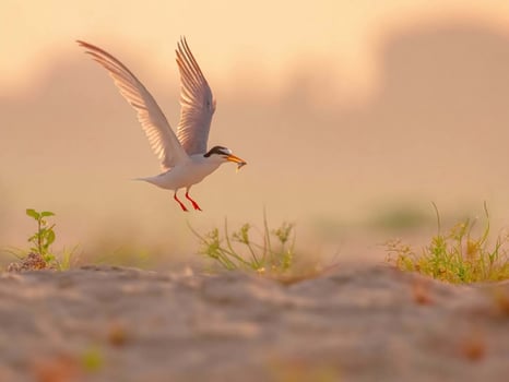 Portrait bird on the fores photo
