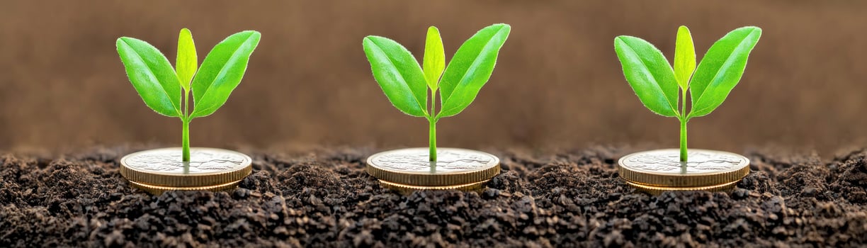 Three green seedlings growing from soil, symbolizing growth and renewal. photo