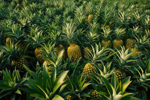 Lush Green Pineapple Plantation Abundant Harvest close up photo