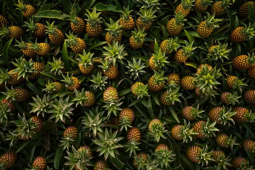 Pineapple Plantation Abundant Harvest photo