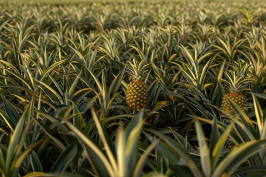 Lush Pineapple Plantation In Golden Sunlight photo