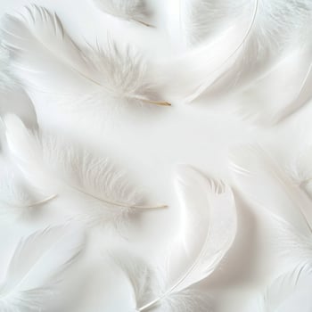 White feathers on a white background photo