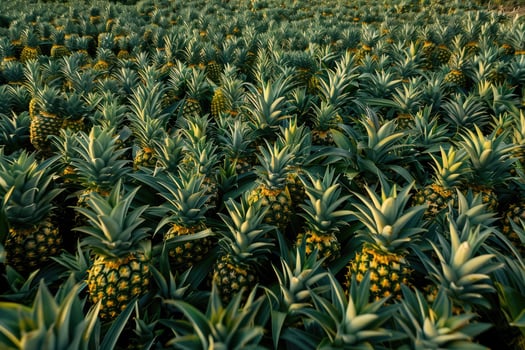 Lush Green Pineapple Plantation Abundant photo
