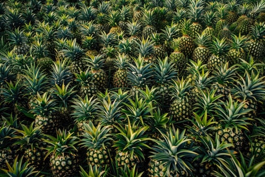 Green Pineapple Plantation Abundant Harvest photo