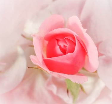 Soft focus, abstract floral background, bud of pink rose flower. Macro flowers backdrop for holiday brand design photo