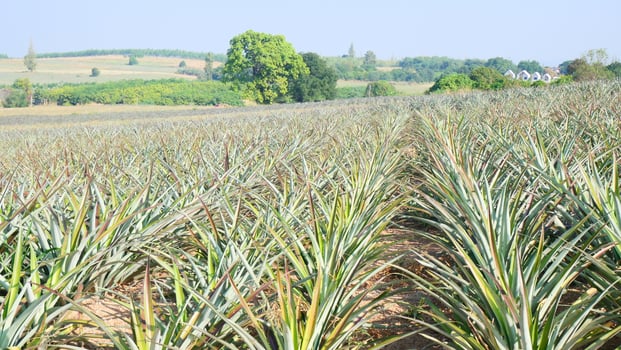 A pineapple farm in western Thailand photo