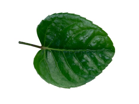 Close up leaf of Polyscias fruticosa tree. photo