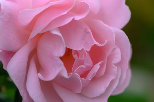 Delicate pink rose blooming in a lush garden during springtime photo