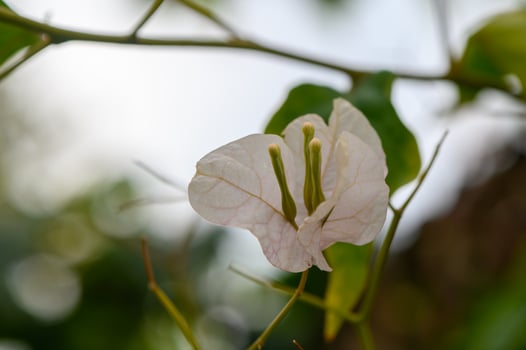 Delicate white flower blooming softly among vibrant green foliage in a tranquil garden setting photo