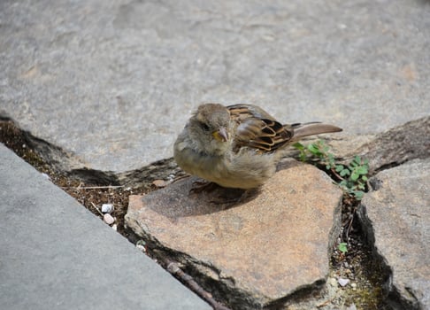 Very Cute Small Brown Sparrow Bird on a Walkway photo