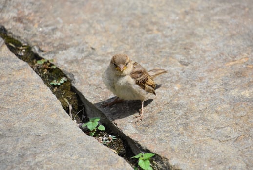 Looking into the Face of a Small Sparrow Bird photo
