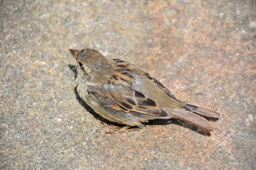 Feathers on a Small Wild Sparrow Bird photo