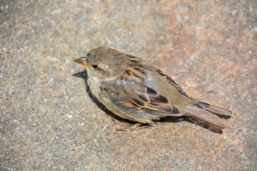 Beautiful Small Brown Sparrow Bird Looking Cute photo