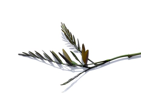 Close up Cassod tree or Senna siamea leaves on white background photo