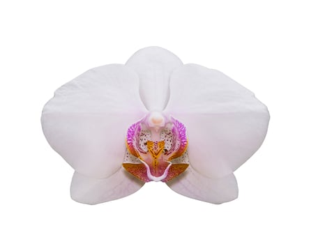 White Phalaenopsis Orchid flower isolate on white background photo