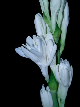 Close up Tuberose flower in dark background photo