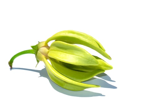 Close up fragrant flowers of climbing ylang-ylang photo