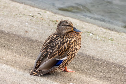 A duck sitting on the ground near a body of water photo