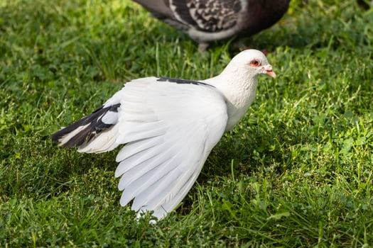 A white pigeon and a black pigeon standing in the grass photo