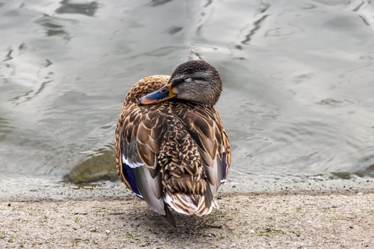 A duck standing on the edge of a pond photo