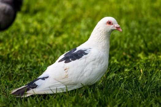 A white pigeon is standing in the grass photo