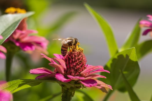 Photo of a Bee in Close Detail