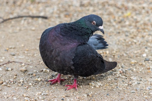 Close up photo of a pigeon standing in gravel