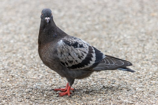 Close-Up of a Park Pigeon in Focus photo