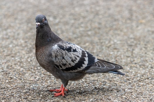 Elegant Pigeon in the Park photo