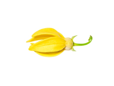 Close up fragrant flowers of climbing ylang-ylang photo